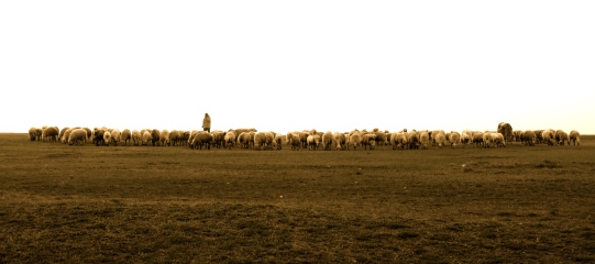 061 'Early Morning Herders' - Turkey