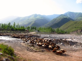 099 'Pamir Herd' - Tajikistan