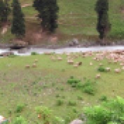 Kashmiri shepherds