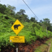 Beware... Tapir's on Road. A new first in mcneilsonwheels' road sign collection!